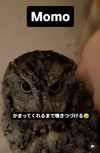 投稿動画のワンシーン