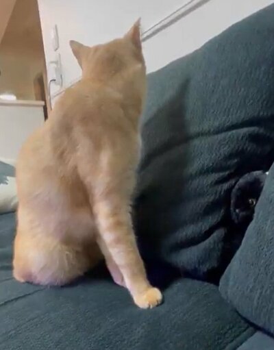 投稿動画のワンシーン