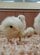 【東武動物公園】「近い近いww」「カメラに近すぎ」（笑）「カメラに近すぎ」ヒヨコたちの永遠に癒される動画を公開（埼玉県）