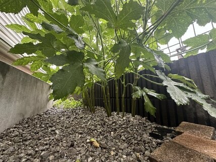 オクラの種を庭の砂利にまいたら大豊作！手軽な家庭菜園に「来年は挑戦したい」「うらやましい」と反響
