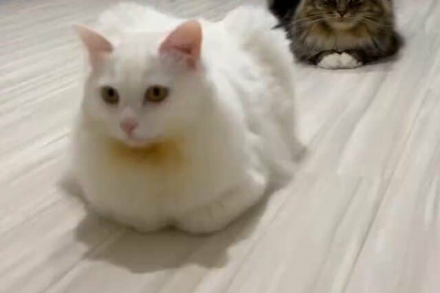 整列する元保護猫たちが話題　おてて「ないないとあるある」