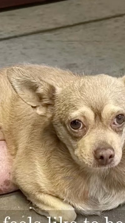 【保護犬】大きな腫瘍を抱えて捨てられた老犬　手術を乗り越えた姿に胸が熱くなる