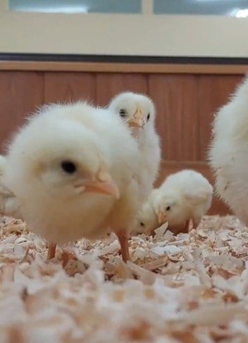【東武動物公園】「近い近いww」「カメラに近すぎ」（笑）「カメラに近すぎ」ヒヨコたちの永遠に癒される動画を公開（埼玉県）