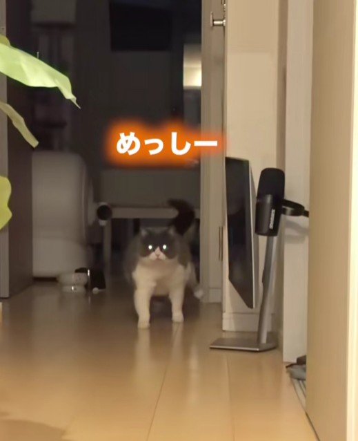 「なにしてんねん」お出迎えする猫の予想外なマイペースすぎる行動に笑ってしまう