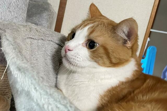 猫が徘徊…役所に器具を借り保護　家族を照らす姿に心温まる