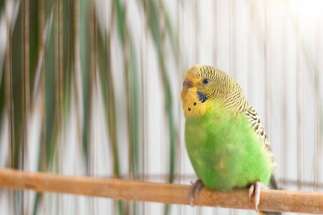 「インコから攻撃され続けた」おばあちゃん　たどり着いたユニークな対策に「かわいい」「平和」
