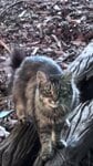 「人懐こい地域猫に驚く人は多い」レイバーデーに外で暮らす猫たちを見守る一日が話題に