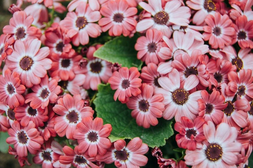 Susana del Pozo/shutterstock.com