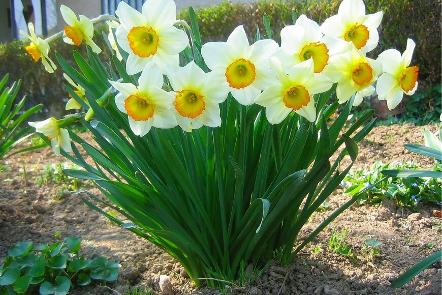 スイセン　I am artist and scientist. This is my view of the world/istockphoto.com