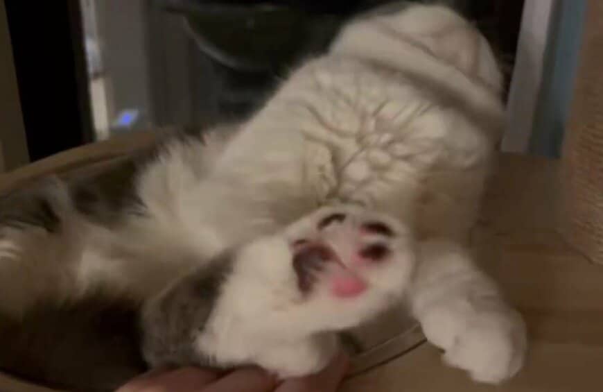 出所：@brimochi222