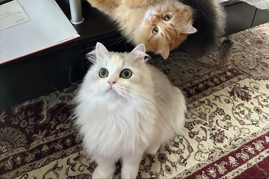 出所：@NEKOLAND13