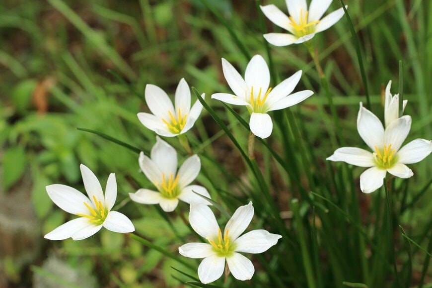 「植えてよかった」植えっぱなしで毎年秋に花咲くローメンテな《多年草》5選！半日陰で育つ植物も