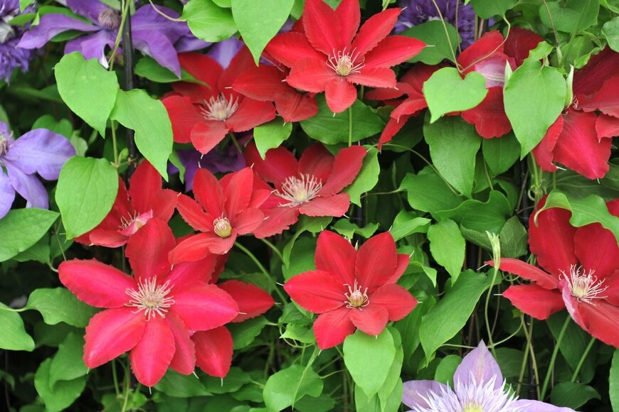 Sergey V Kalyakin/shutterstock.com