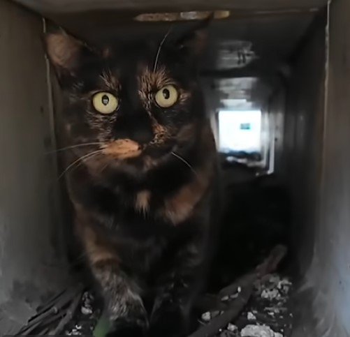 出所：@ImpressedCatVideo