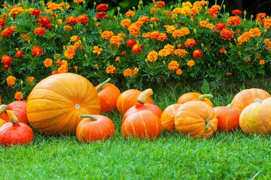 マリーゴールド　　　Katvic/shutterstock.com