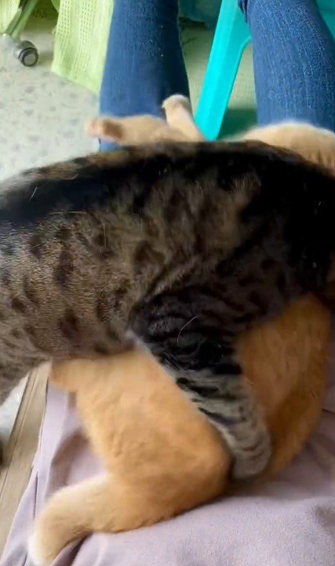 出所：@luna7taka9 