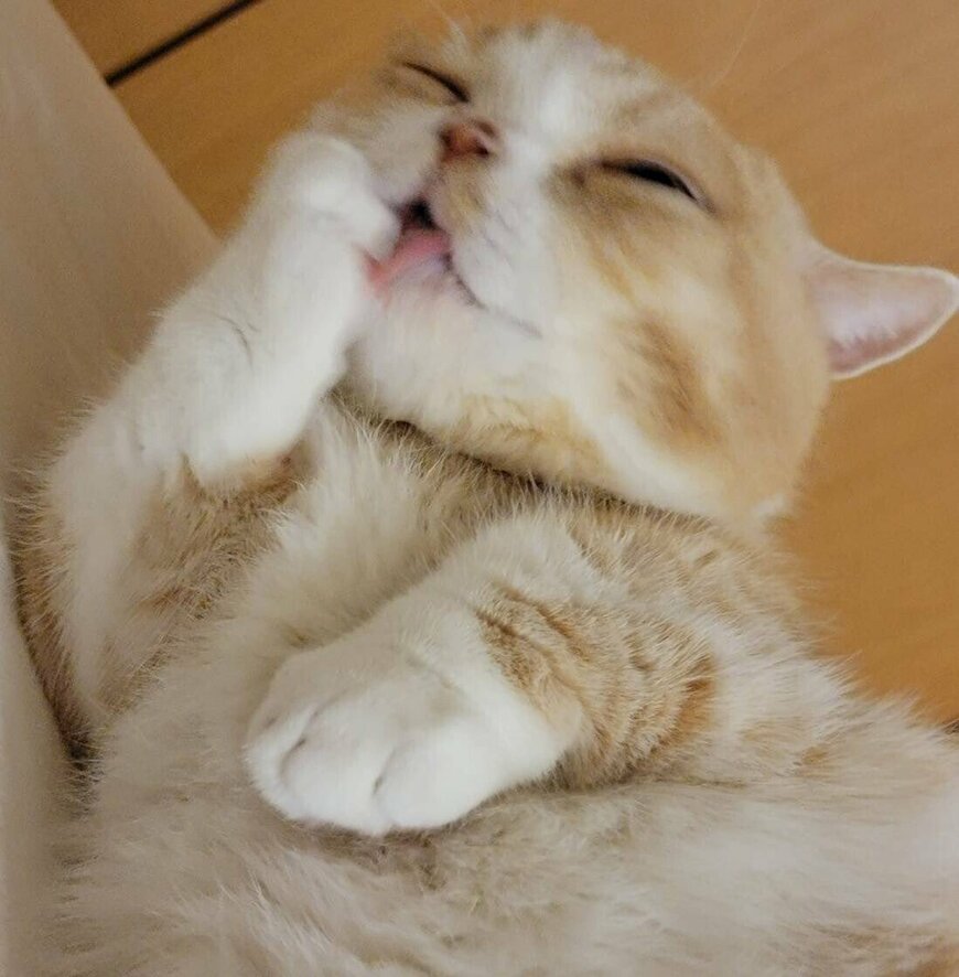 出所：@nekotansoku