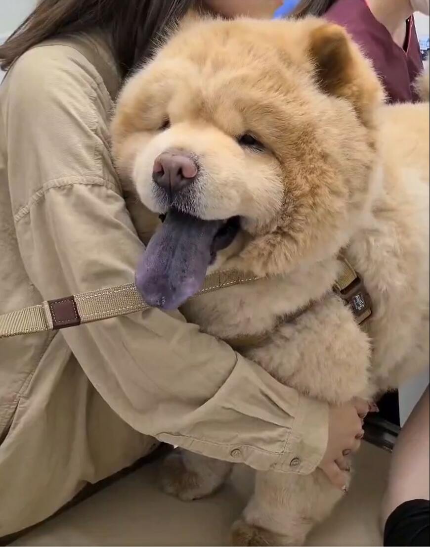 出所：@kurizo_chow