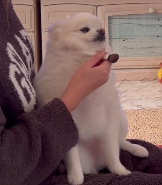 出所：@boku_ponchan