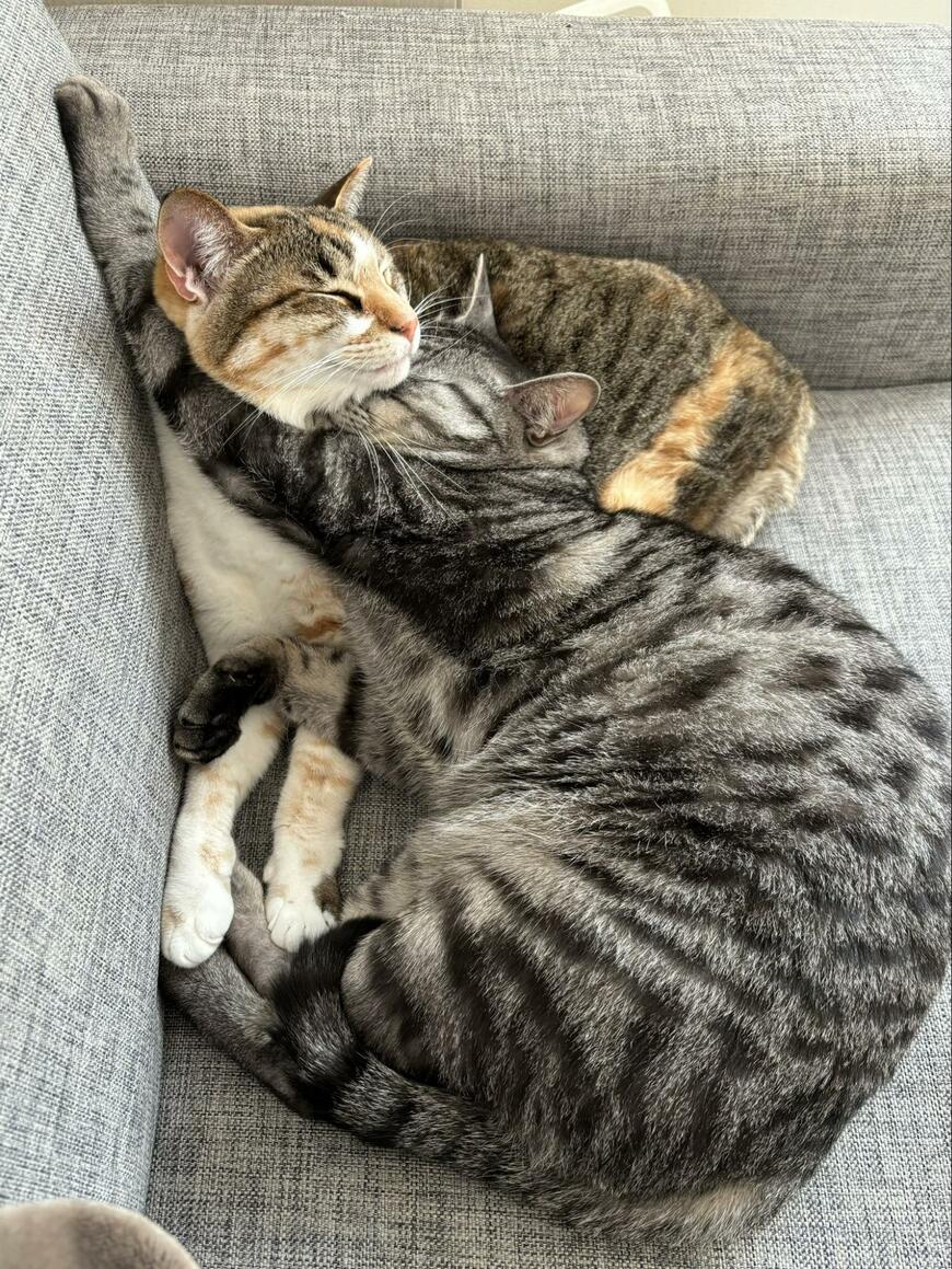 出所：@totomaru_hanmi