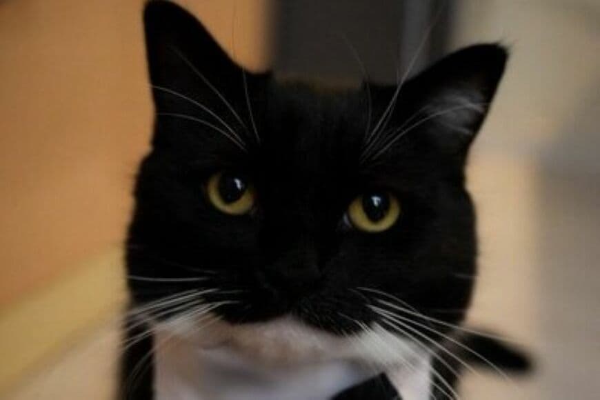 すやすや「お昼寝する猫」　くつろぎ過ぎた「インパクトある寝顔」に思わず二度見