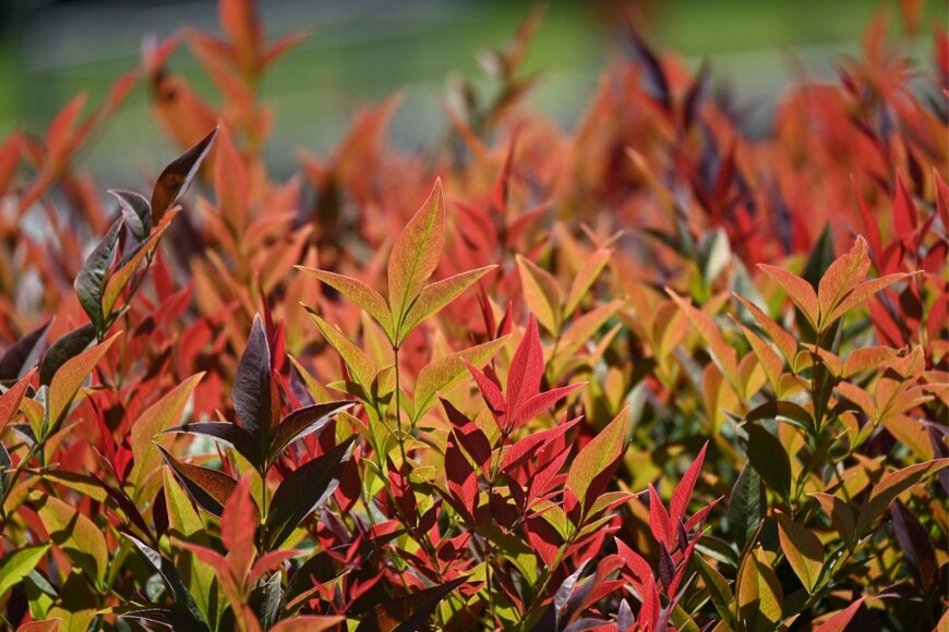 Burhan Oral GUDU/shutterstock.com