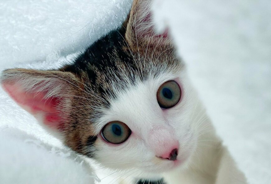 出所：@Saeroyi_cat