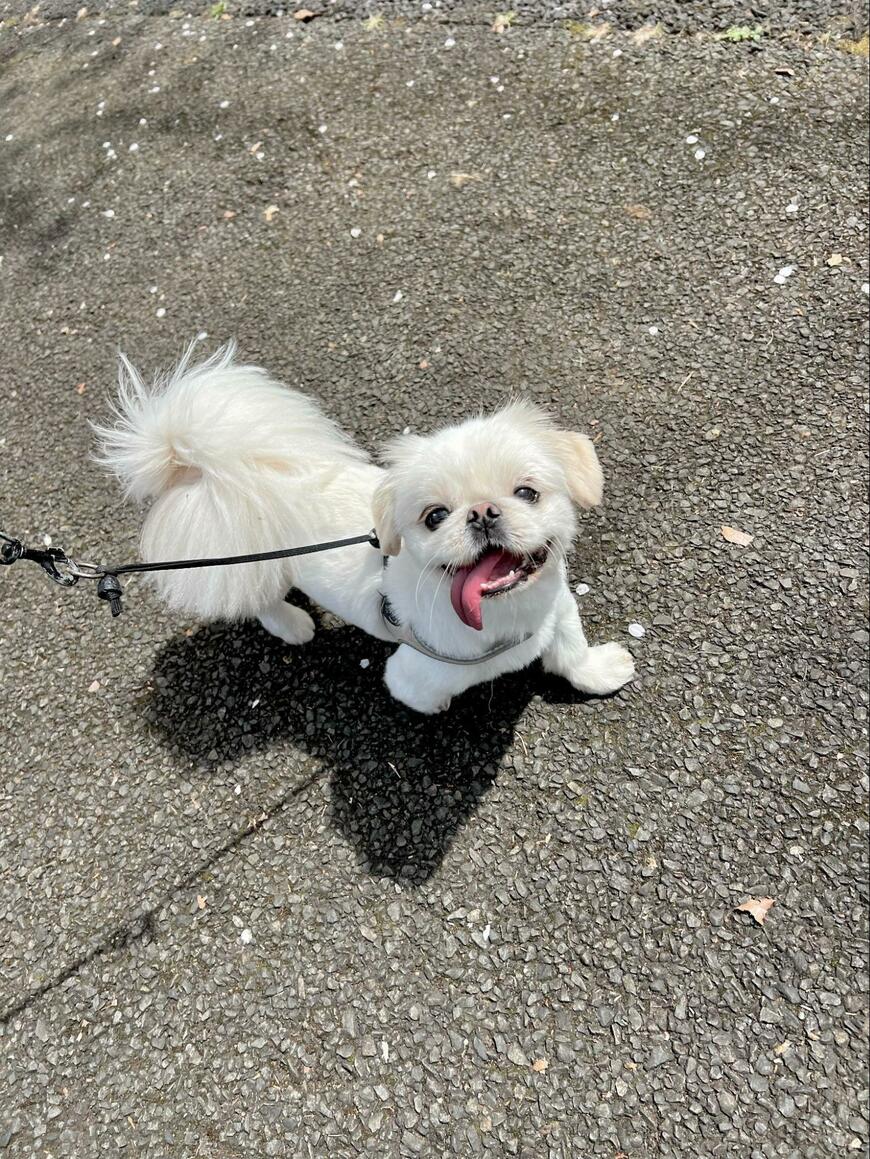 出所：@The_Mucho_World