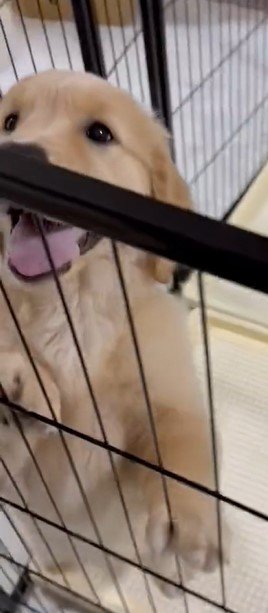 出所：@pu_channeldesu