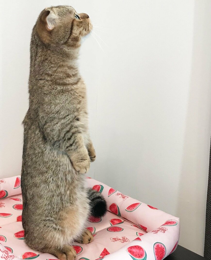 出所：@ponpokopontanu