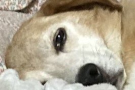 出所：てんむすさんと犬ちゃん@tenmusu_inuchan