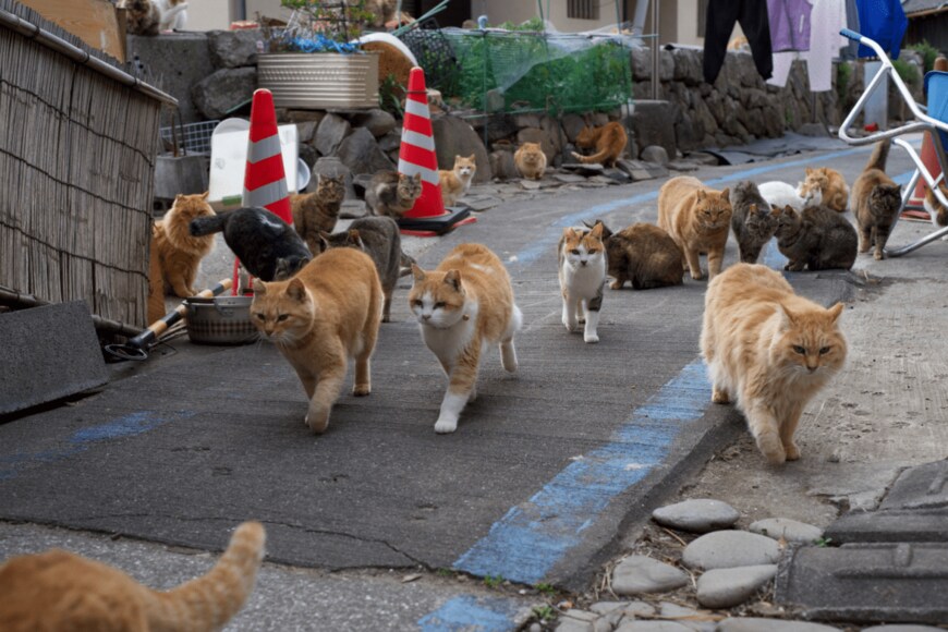 sido kagawa/shutterstock.com