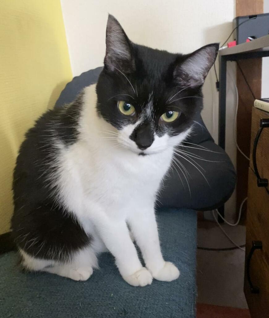 出所：@00shitemita