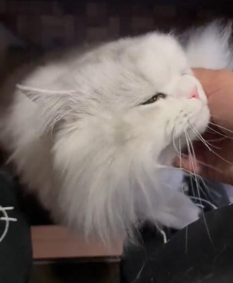 出所：@NEKOLAND13