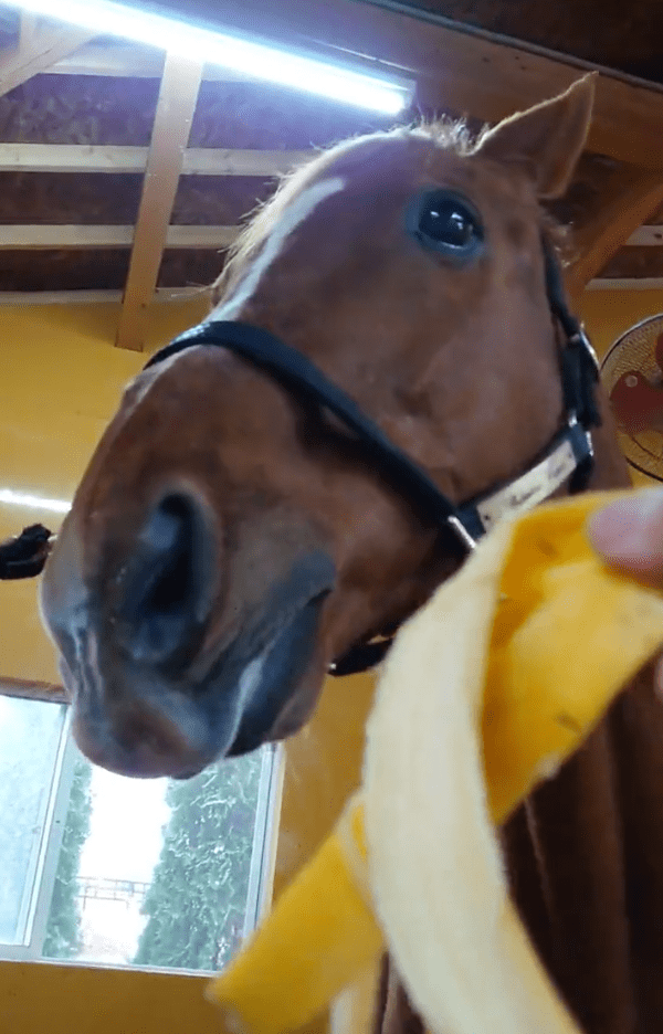 出所：Yogiboヴェルサイユリゾートファーム