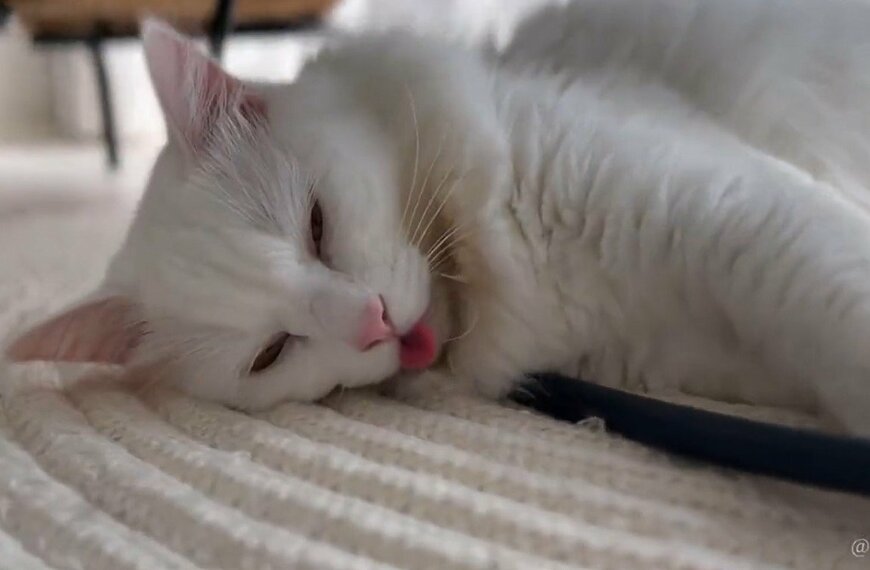 出所：@meltube_cat