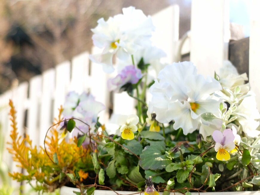 筆者撮影／ダイソー、環境にやさしい植木鉢7号