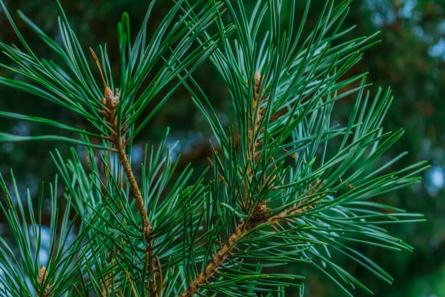 Lizaveta Shrub/shutterstock.com