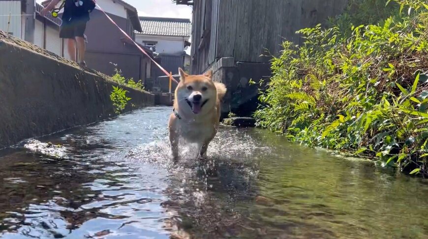 出所：@Shibamugi28