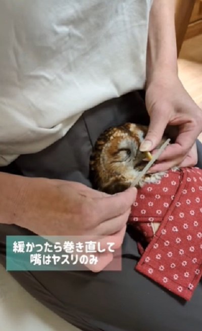 出所:@mori_luna_tawny_owl