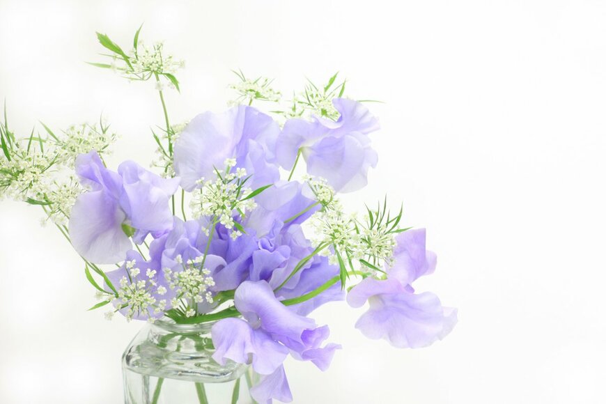 スイートピー（Reika/Shutterstock.com）