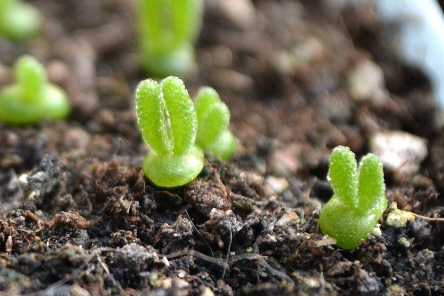 apisie/shutterstock.com