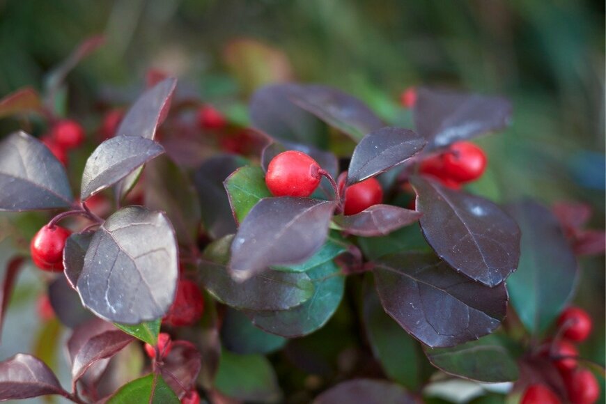 チェッカーベリー　seven75/istockphoto.com