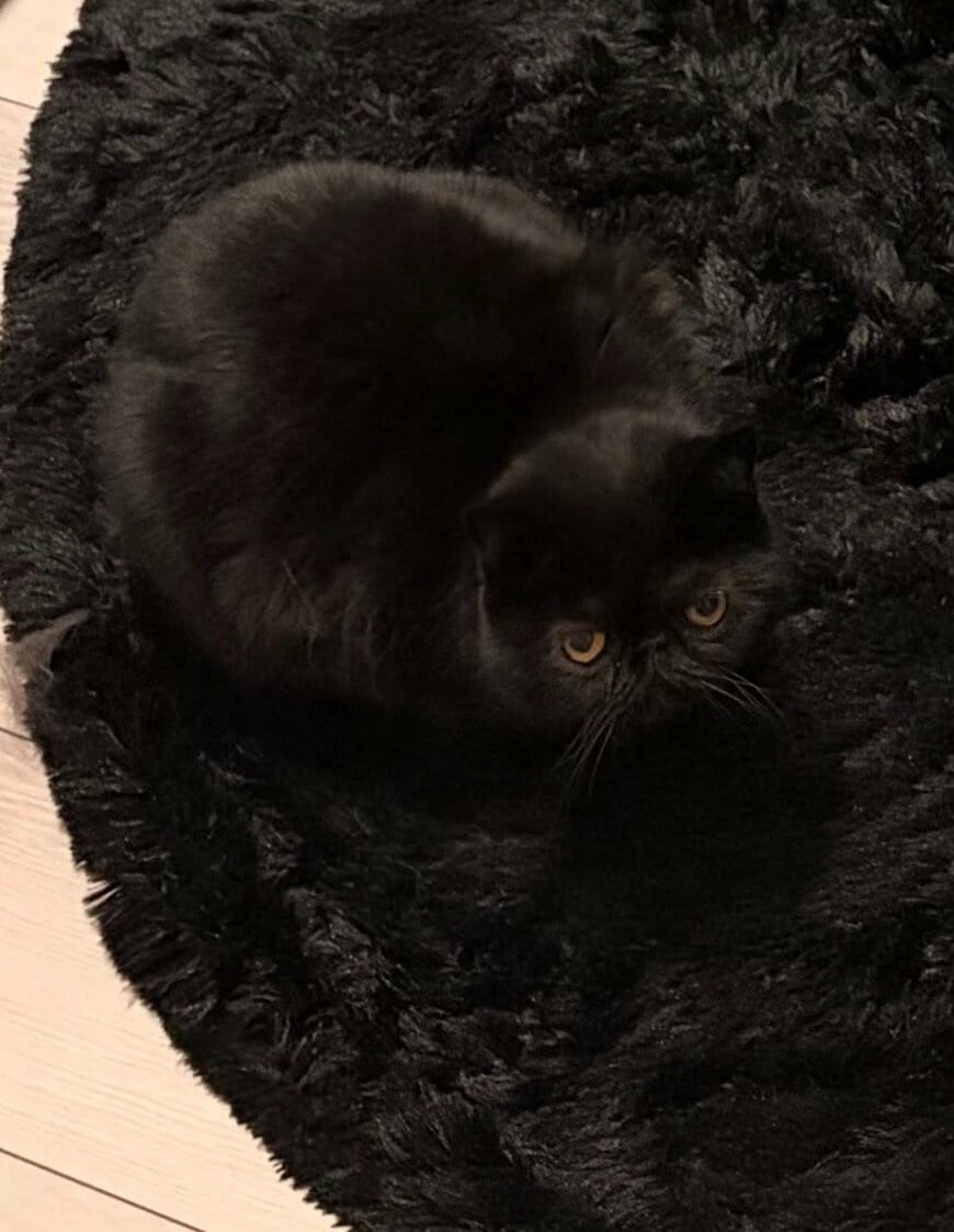 出所：＠kotetsu_0420