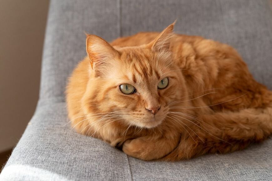 家族のグループLINEに届いた「実家の父と猫」 たくましい猫さんの姿に「大黒柱感ある」