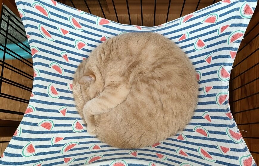 丸い、丸すぎる…！見事な円で眠るにゃんこがもはやアート