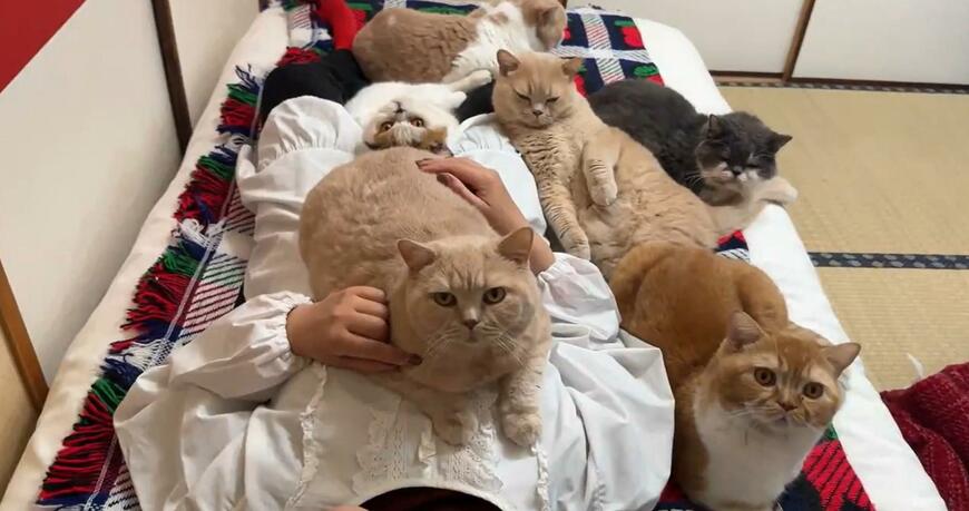 母「毛布より温かい」　六匹の猫布団は圧巻の迫力…羨望の光景に7万6000いいね