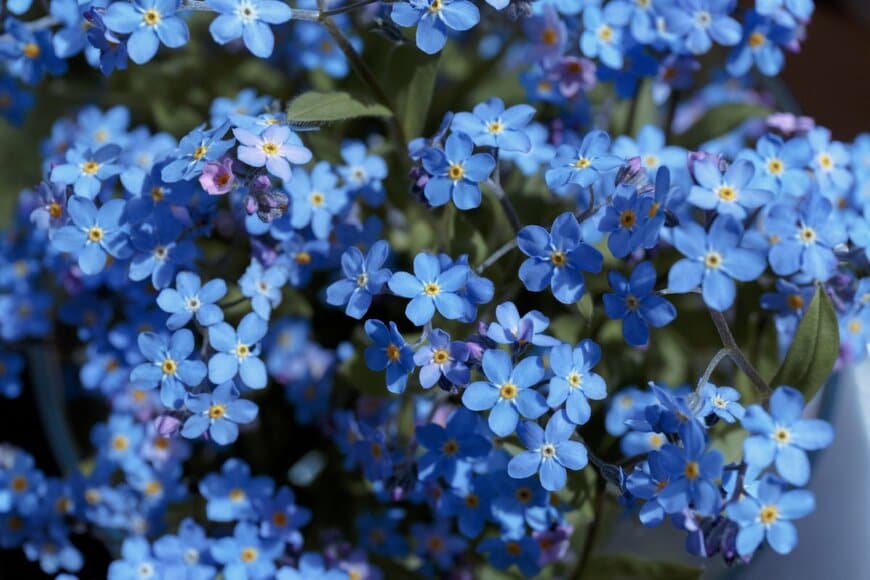 水色の花を満開に咲かせているワスレナグサ