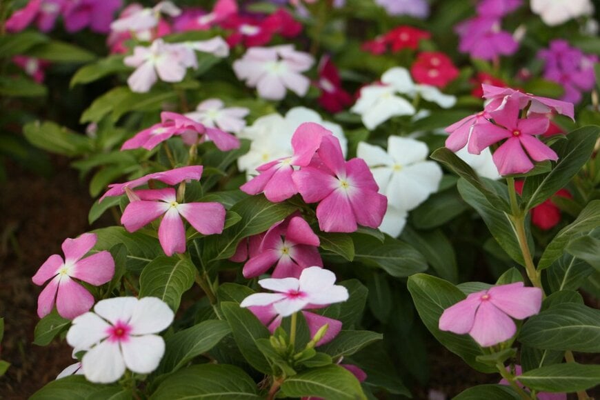 白、ピンク、赤などの花を咲かせている、ニチニチソウ