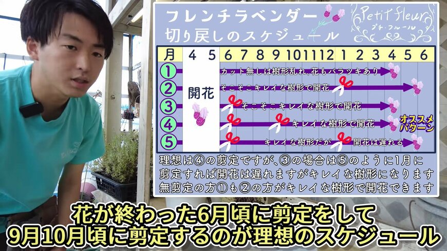 フレンチラベンダーの剪定時期